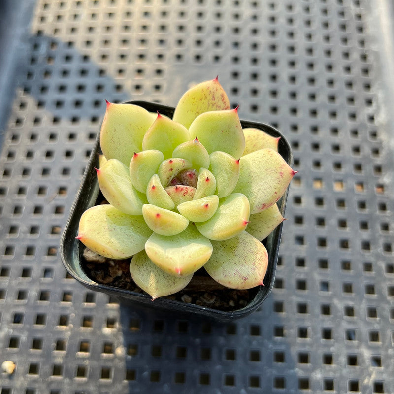 Echeveria 'Herbion' 2" Seed Grown Succulent Plant