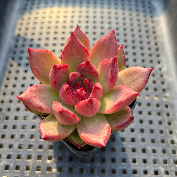 Echeveria Agavoides sp. 3" Succulent Plant