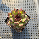 Echeveria 'Black Bear' 2" Succulent Plant