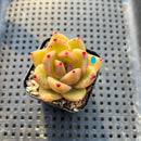 Echeveria Agavoides sp. 2" Succulent Plant