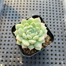 Echeveria 'Arba' 2" Succulent Plant