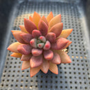 Graptoveria 'Ruby Donna' 2" Succulent Plant