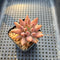 Pachyphytum 'Angels Finger' 2" Succulent Plant