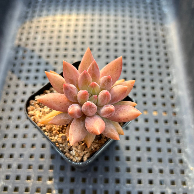 Pachyphytum 'Angels Finger' 2" Succulent Plant