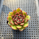 Echeveria 'Rudolph' 2" Succulent Plant