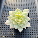 Echeveria 'Humilis' Variegated 2" Succulent Plant