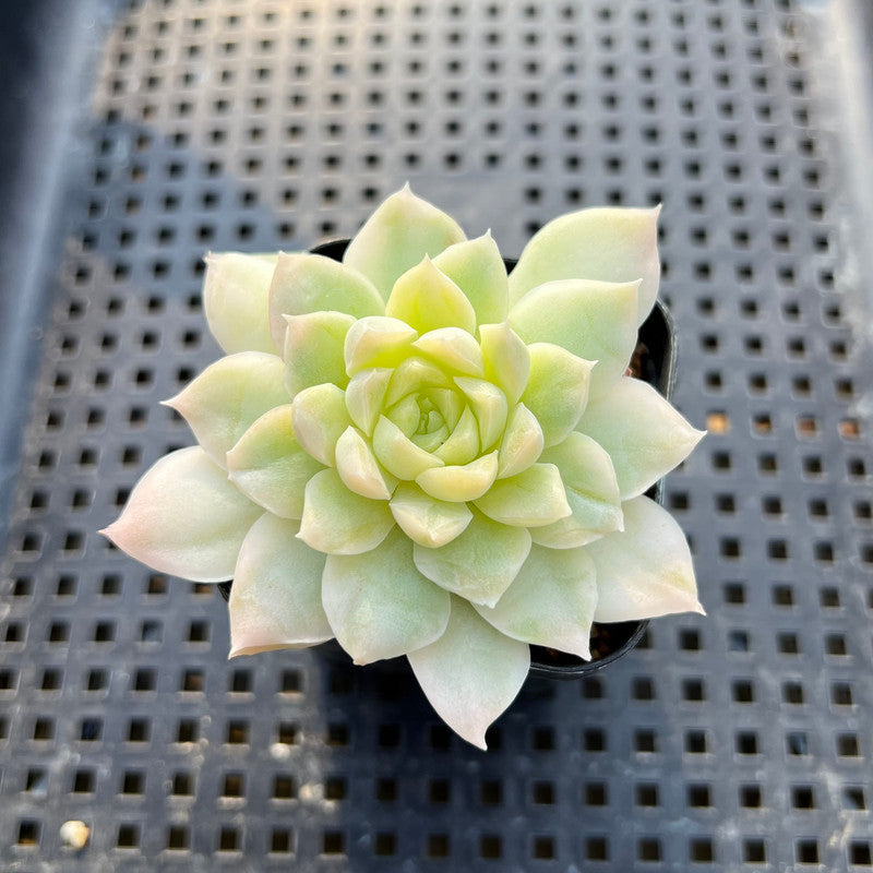 Echeveria 'Humilis' Variegated 2" Succulent Plant