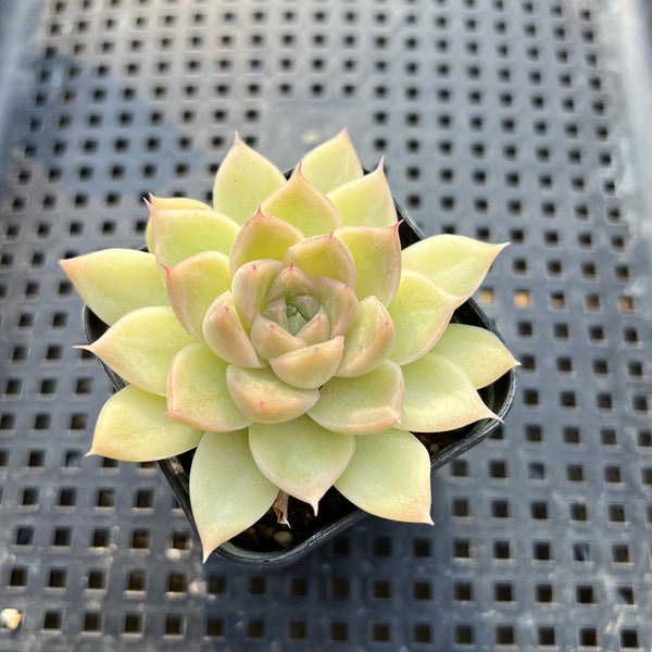 Echeveria 'Malgan' 2" Succulent Plant