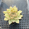 Echeveria 'Malgan' 2" Succulent Plant