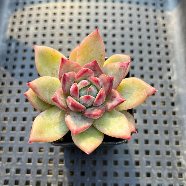 Echeveria Colorata Hybrid 2"-3" Succulent Plant