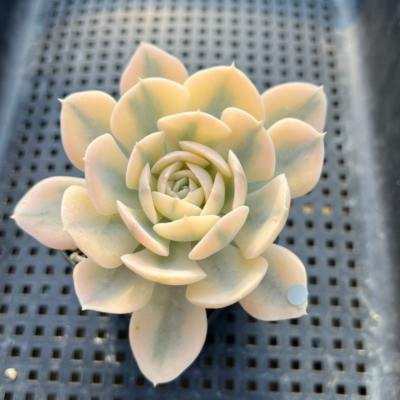 Echeveria Runyonii Variegated (Aka Echeveria 'Akaihosi' Variegated) 1”-2” Succulent Plant