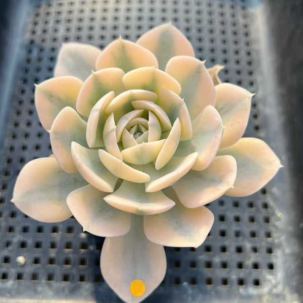 Echeveria Runyonii Variegated (Aka Echeveria 'Akaihosi' Variegated) 1”-2” Succulent Plant