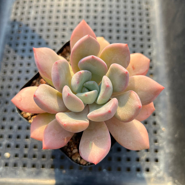 Graptoveria Hybrid sp. 2" Succulent Plant