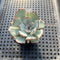 Echeveria Strictiflora 2" Succulent Plant