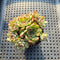 Echeveria 'Karen' Cluster 2" Succulent Plant