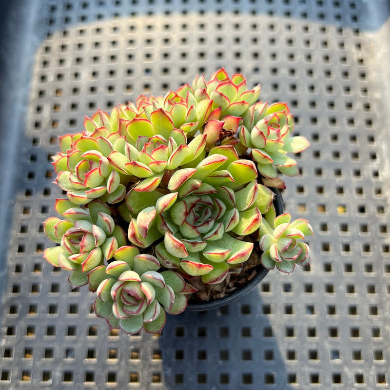 Echeveria 'Karen' Cluster 2" Succulent Plant