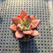 Echeveria 'Champaign' Hybrid 1"-2" Succulent Plant