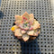 Echeveria 'Pink Spot' 1"- 2” Succulent Plant