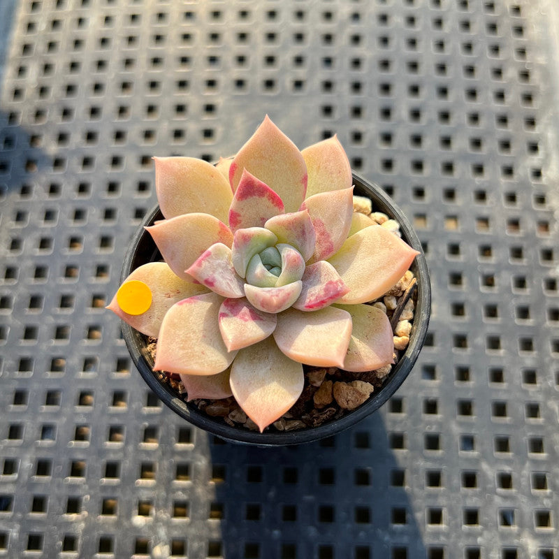 Echeveria 'Pink Spot' 1"- 2” Succulent Plant