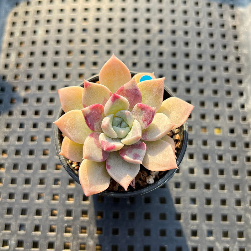 Echeveria 'Pink Spot' 1"- 2” Succulent Plant