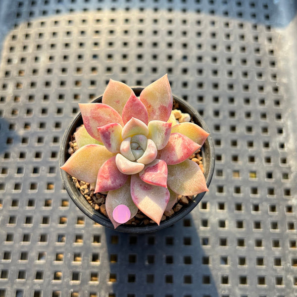 Echeveria 'Pink Spot' 1"- 2” Succulent Plant