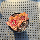 Echeveria sp. 1"-2" Succulent Plant