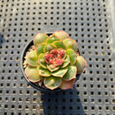 Echeveria Longissima Carunculated (Compact Form) 1”-2” Succulent Plant