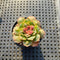 Echeveria Longissima Carunculated (Compact Form) 1”-2” Succulent Plant