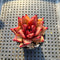 Echeveria Agavoides 'Romeo' 2" Succulent Plant