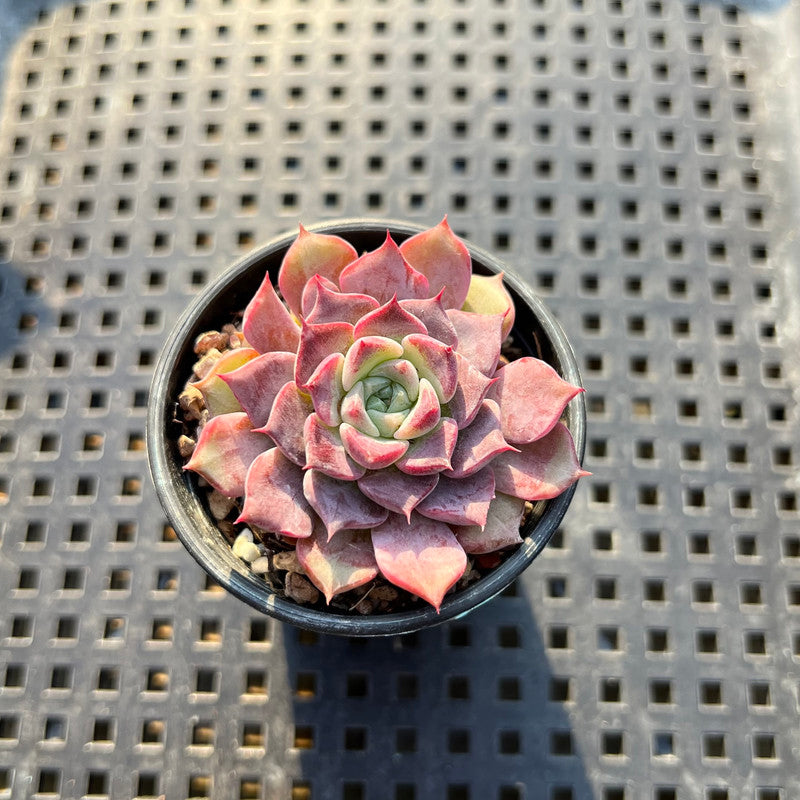 Echeveria 'Kiss Me' 1" Succulent Plant