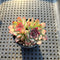 Echeveria sp. 1"-2" Succulent Plant