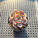 Echeveria 'Michelin' 2" Changhee Hybrid Succulent Plant