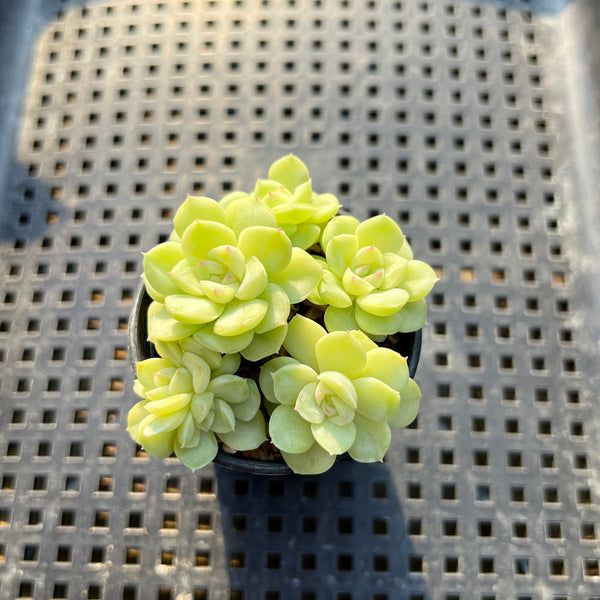 Echeveria 'White Swan' 2" Cluster Succulent Plant