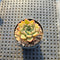 Echeveria 'Primavera' 1"-2" Succulent Plant