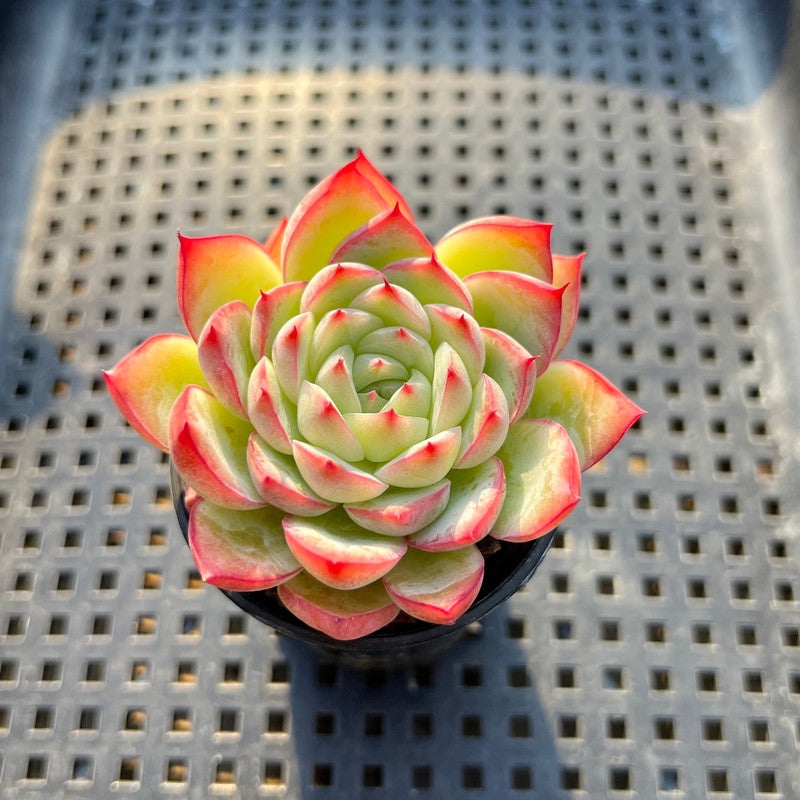 Echeveria sp. 1"-2" Succulent Plant