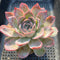 Echeveria sp. 4" Succulent Plant