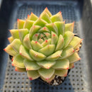 Echeveria 'Jellda' 3"-4" Succulent Plant