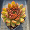 Echeveria 'Red Bell' 3"-4" Succulent Plant