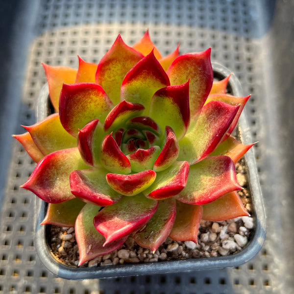 Echeveria 'Sarabony' Superclone 2" Succulent Plant