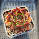 Echeveria 'Sarabony' Superclone 2" Succulent Plant