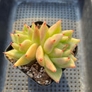 Echeveria Agavoides 'My Way' 3"-4" Succulent Plant