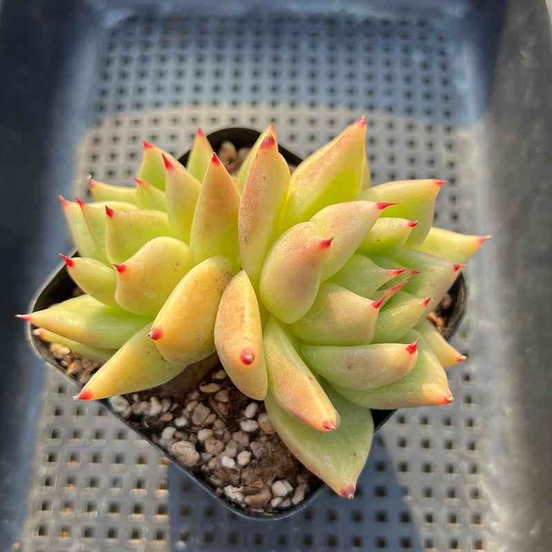 Echeveria Agavoides 'My Way' 3"-4" Succulent Plant