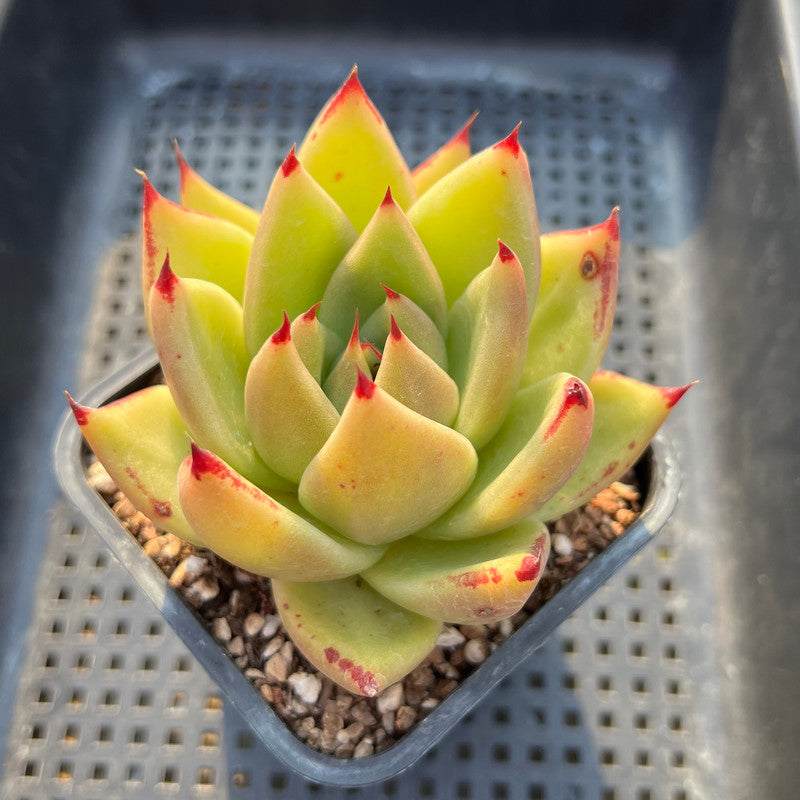 Echeveria Agavoides 'Montania' 4" Succulent Plant