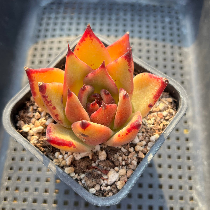 Echeveria Agavoides sp. 2" Succulent Plant