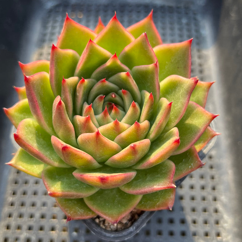 Echeveria Agavoides 'Chalstone' 4" Large Succulent Plant