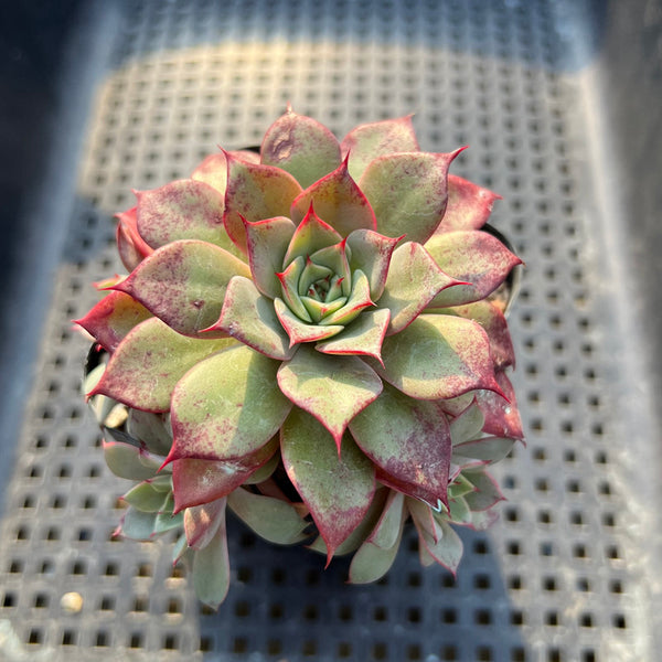 Echeveria Longissima Hybrid 3"-4" Succulent Plant