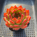 Echeveria 'Deep Red' 3" Succulent Plant