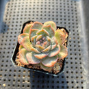 Echeveria 'Strawberry Boba' 2" Succulent Plant