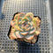 Echeveria 'Strawberry Boba' 2" Succulent Plant