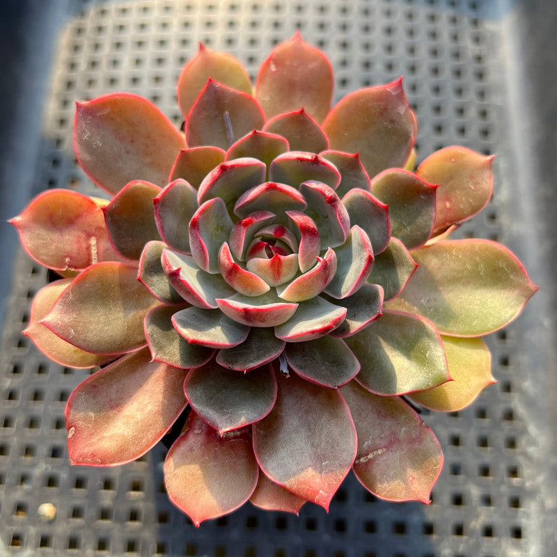 Echeveria sp. 3" Succulent Plant